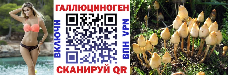 Галлюциногенные грибы Psilocybe Зубцов